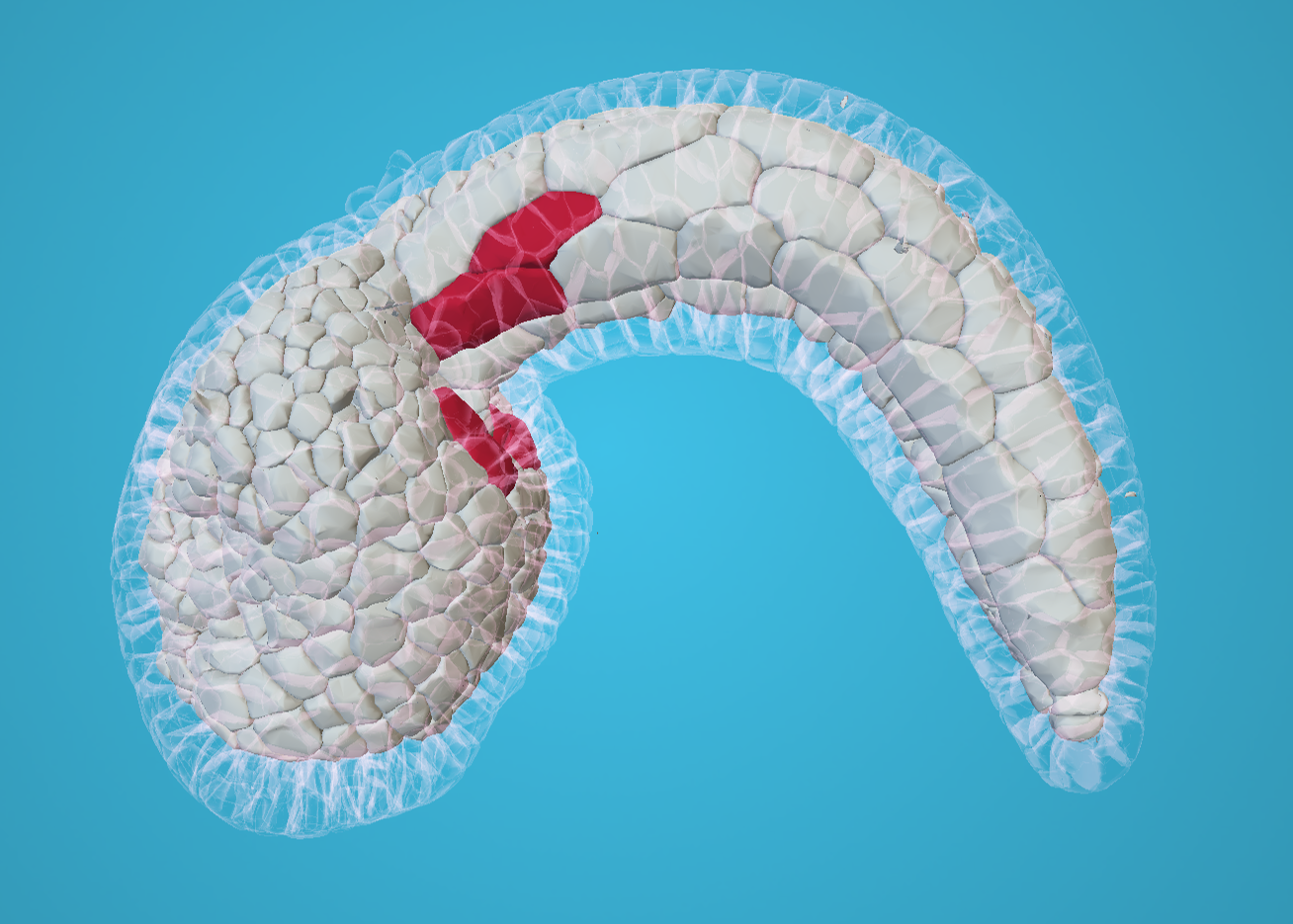 3D reconstruction of a Ciona larva.