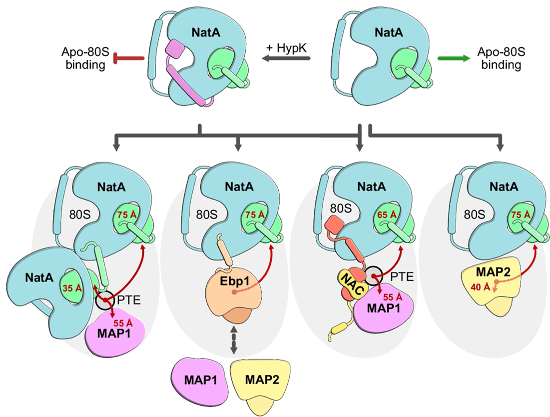 New molecular insights into early protein maturation
