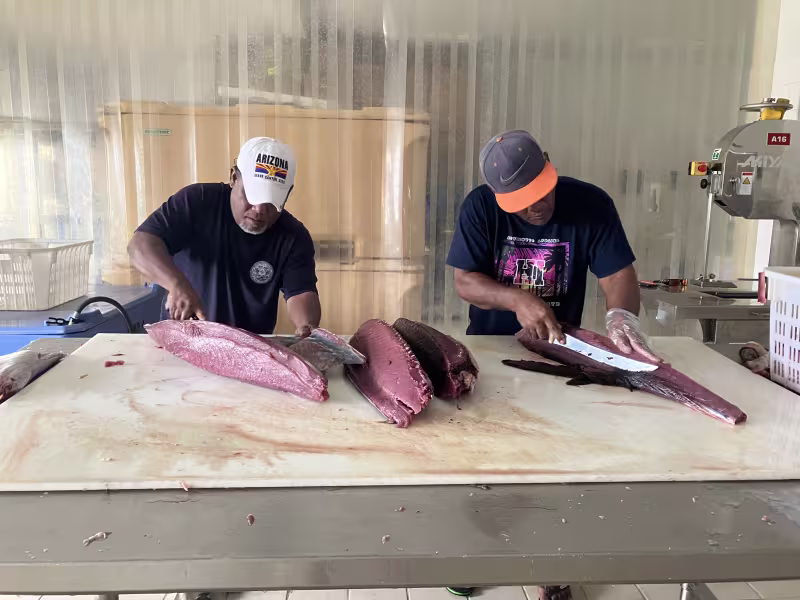 Tuna fish being filleted