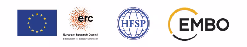 ERC, HSFP and EMBO logos