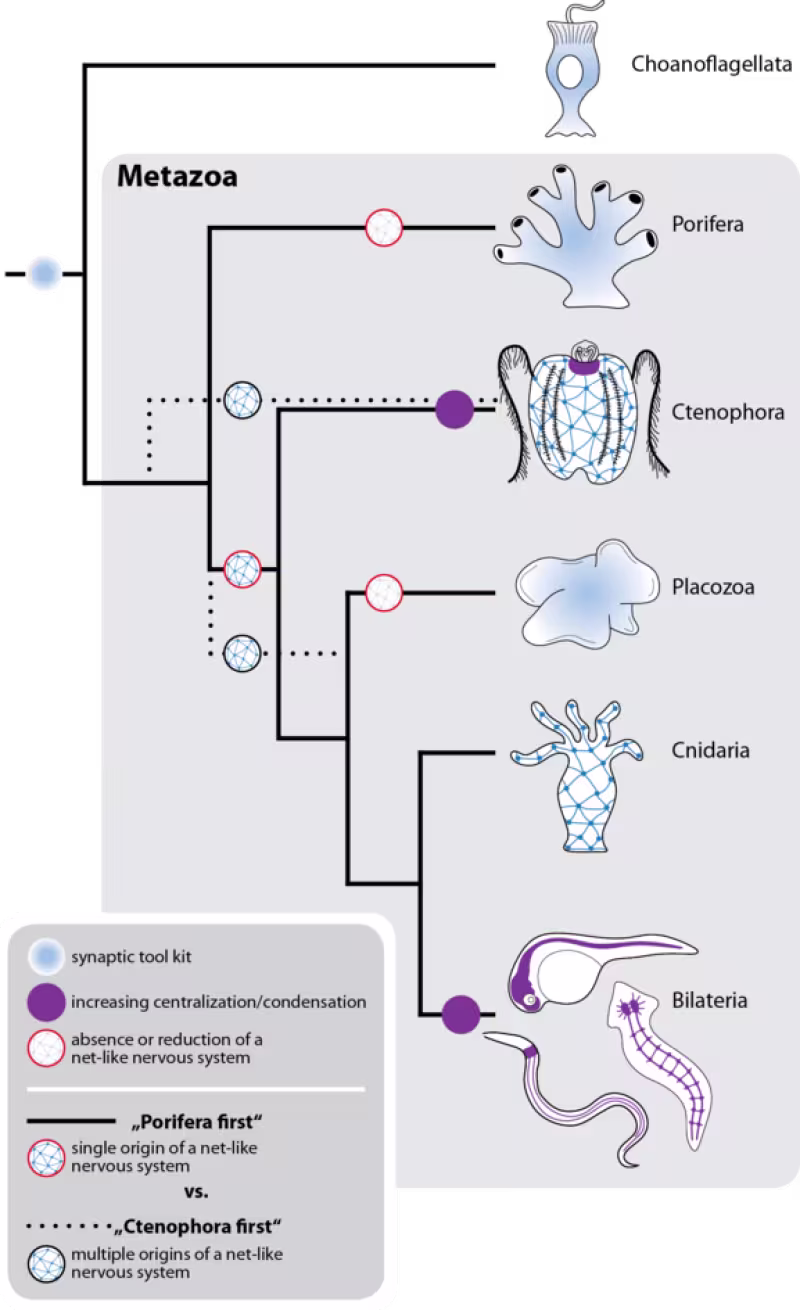 A phylogenetic tree representing the possible scenarios of nervous system origins.