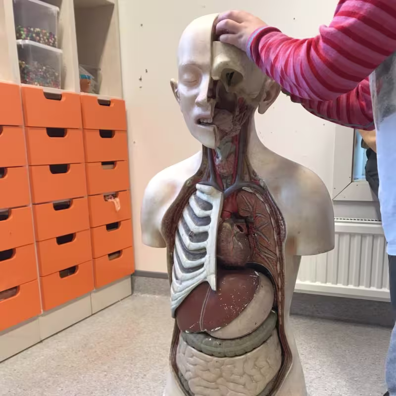 Puslespill: Barna fikk prøve å ta ut og sette på plass kroppens organer.