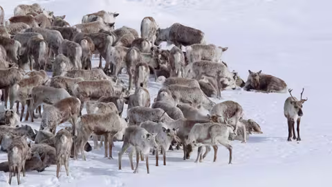 A herd of reindeer on snow