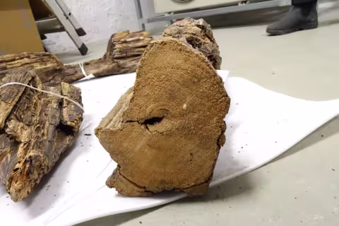 Archaeological wooden piece - fragment of old building