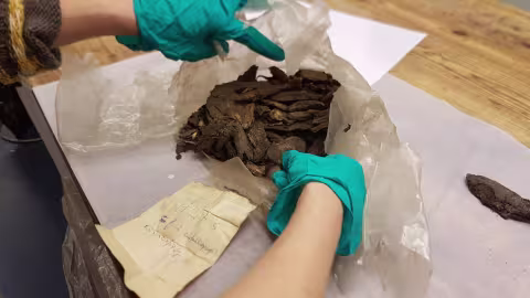 En person med hansker undersøker et arkeologisk funn