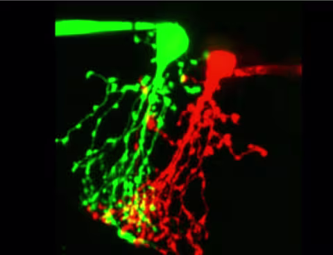 Link to Margaret Veruki / Espen Hartveit