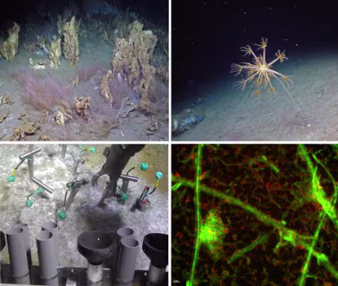 Link to Deep-Sea Biology | UiB