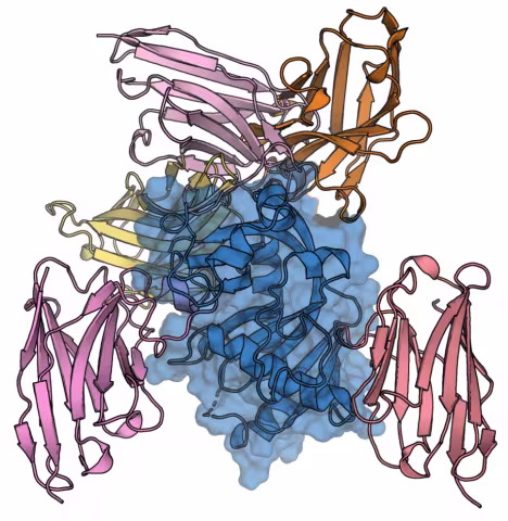 The five nanobodies bind the catalytic domain of CNPase at distinct epitopes