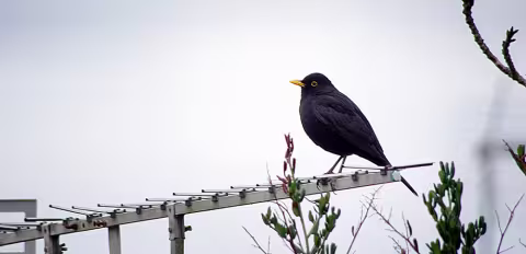Picture of a blackbird