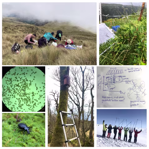 Montage of fieldworkin Peru; vegetation plot surveying; microscope slide of pine pollen; nest box; handwritten notes; beetle on moss; ski excursion