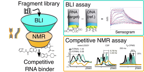 TOC graphic Discovery of RNA-binding fragments using biolayer interferometry