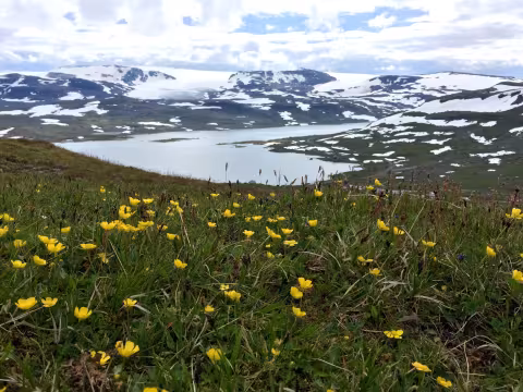 Glacier-topped mountains behind a lake with a foreground of yellow flowers