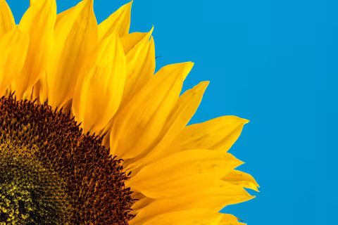 Ukrainett+ seed funding Ukraine research call