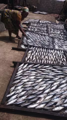 Photo of small fish in a market in Ghana, Western Africa.