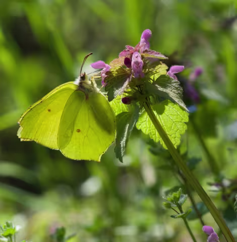 Butterfly and flower