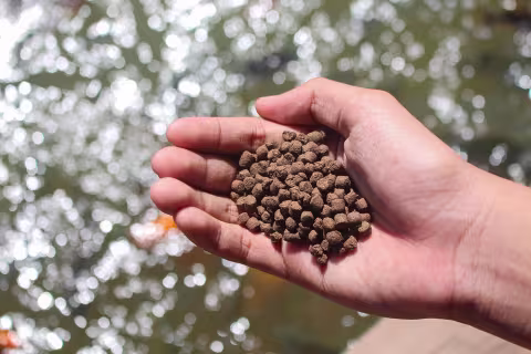 hand holding fish feed pellets