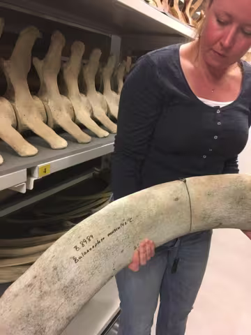 Førsteamanuensis Hanneke Johanna Maria Meijer ved Universitetsmuseet viser frem blåhvalskjellet.