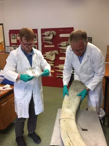 Tidligere overingeniør Roger Lille-Langøy (t.v.) og professor Anders Goksøyr ved Institutt for biovitenskap ved UiB.