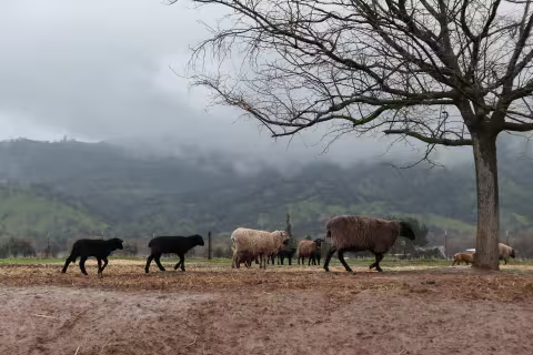 Sheep at Full Belly Farm, Northern California