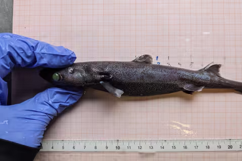 Zoran holds a small shark with parasites