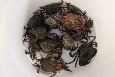 Collection of crabs Zoran uses in his research