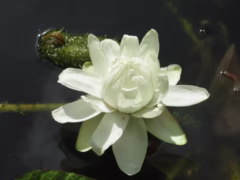 Bilde av Victoria-vannliljen. 