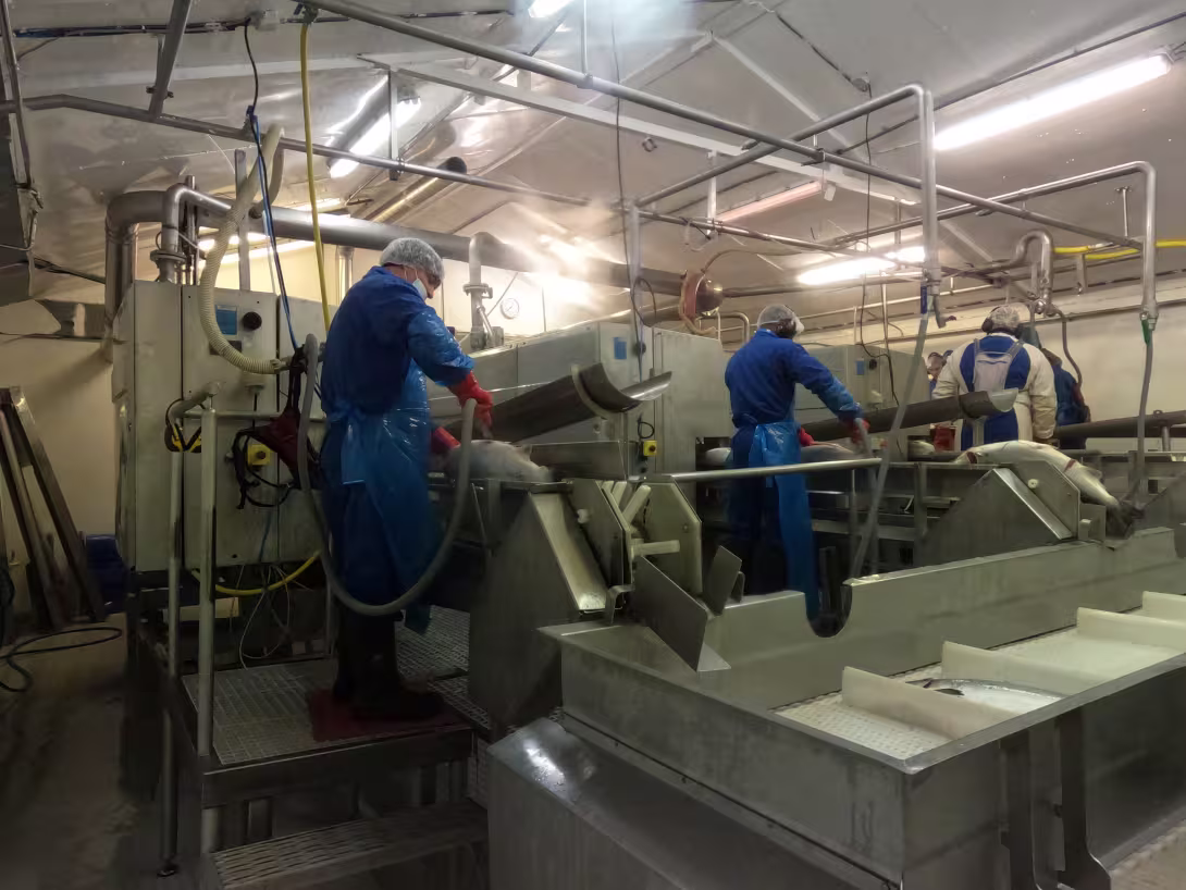 Three workers in a salmon fishery, in blue overalls, working.