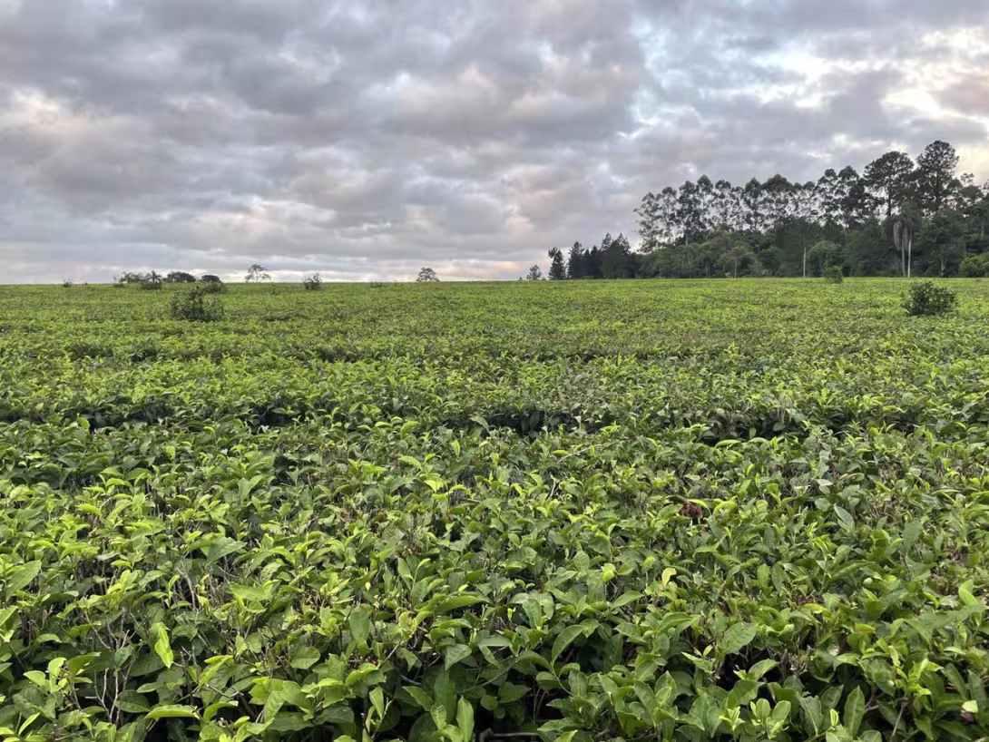 Teplanter i Misiones, Argentina