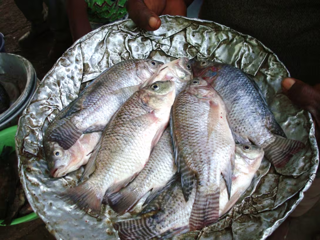 Fisk i fat
