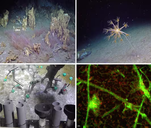 I forskningsgruppen Dyphavsbiologi studerer vi biologisk mangfold, fysiologi, økologi og evolusjon av mikrober og dyr som lever i dyphavsøkosystemer. Vi bruker en tverrfaglig forskningstilnærming ved å integrere data fra ulike fagfelt (molekylære, biokjemiske, (mikro)biologiske og geokjemiske).