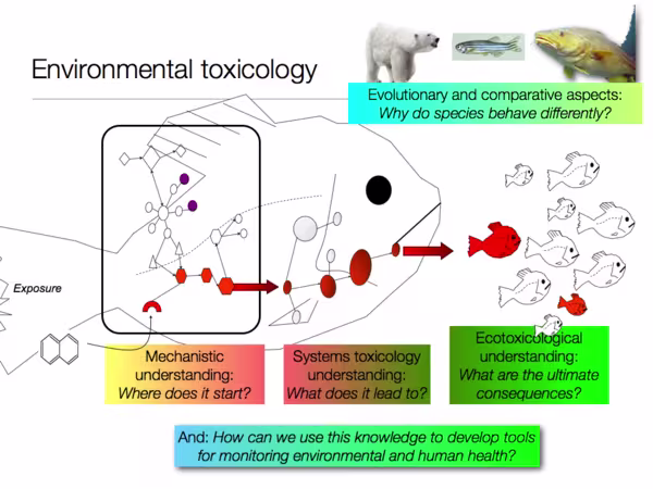 Schematic representation of central aspects of environmental toxicology