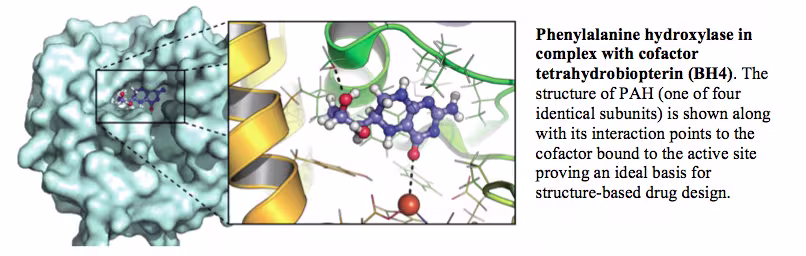 Phenylalanine hydroxylase