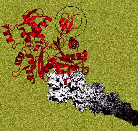 A red cartoon representation of an actin monomer and a b/w surface view of an actin filament on a yellow background of negatively stained actin filaments
