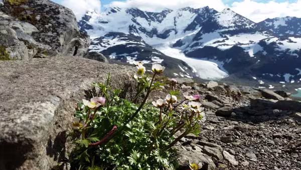 Blooming flowers in front of a mountain partly covered in snow