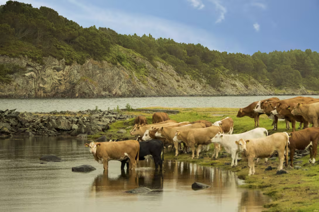 Herding cows by a lake