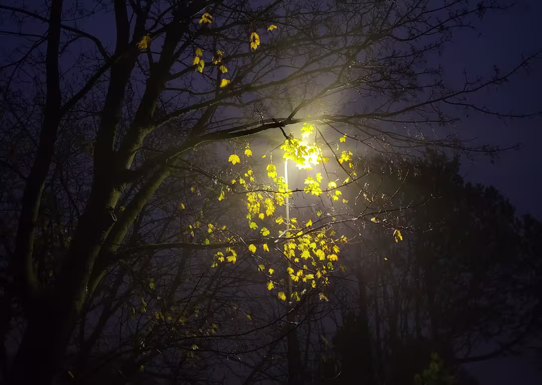 Street light behind a tree