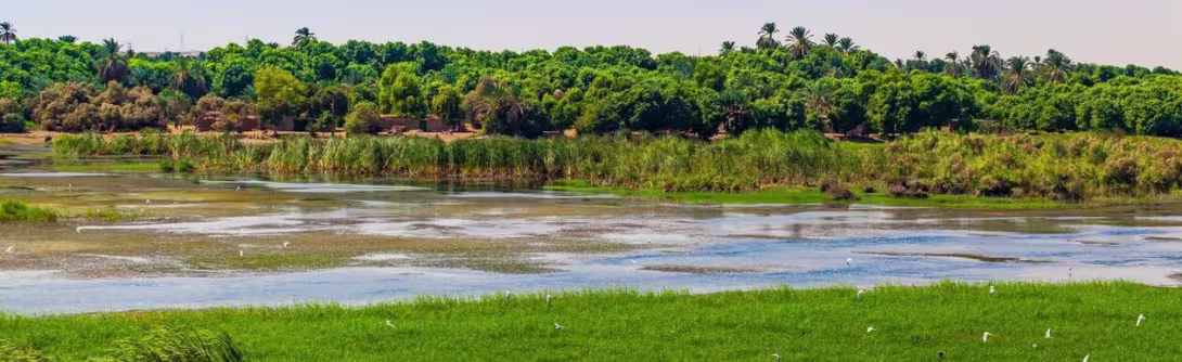 Picture of a river next to a jungle or woods