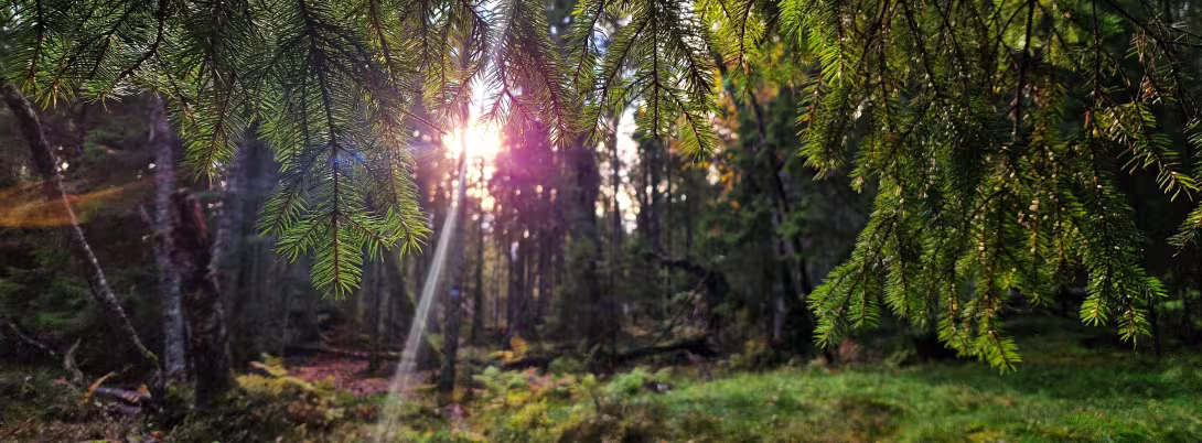 Picture of a forest with the sun shining through the branches