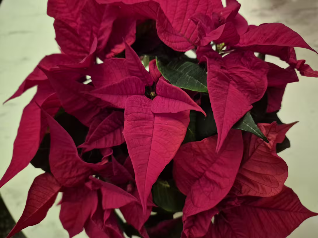 Bilde av julestjerne