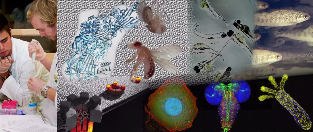 Photo montage of several research related images illustrating research at the Molecular Biology Group