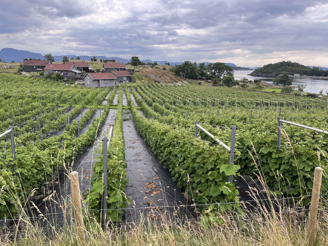 Wine yard in Norway