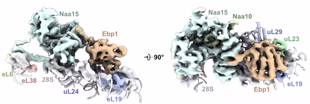 protein maturation