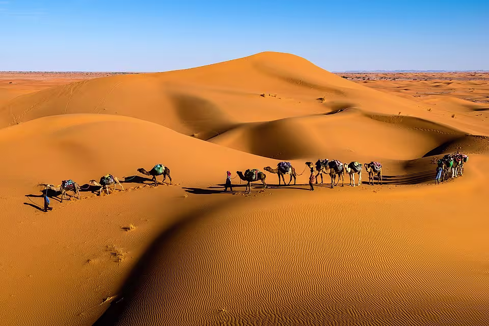 The picture depicts camels in a caravan in the Sahara desert in Morocco.