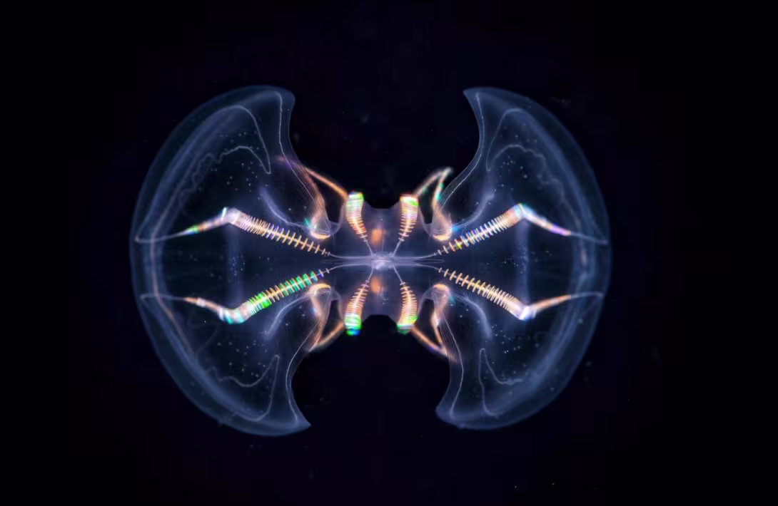 Mnemiopsis leidyi ribbemanet