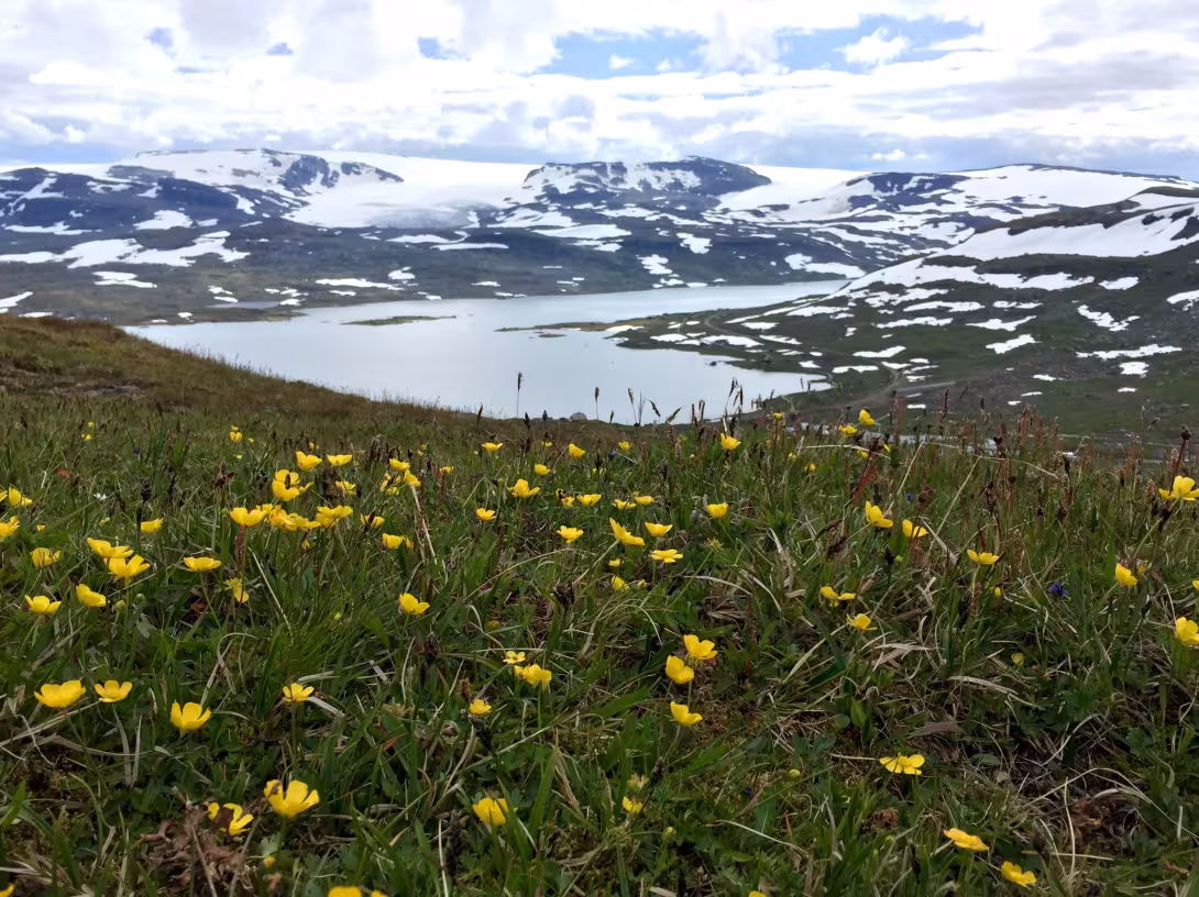 Glacier-topped mountains behind a lake with a foreground of yellow flowers