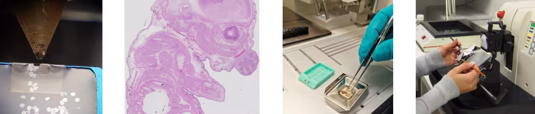 Sample preparation examples