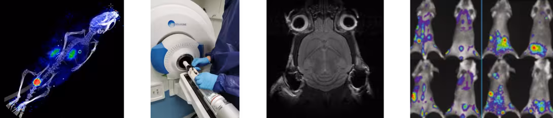 Small animal imaging examples